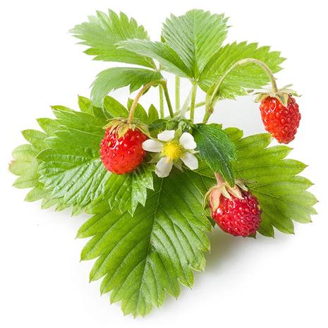 Click & Grow® 3-Pack Plant Pod (Wild Strawberry)